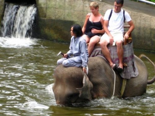 Катание на слонах на острове Бали  / ketvilz.ru