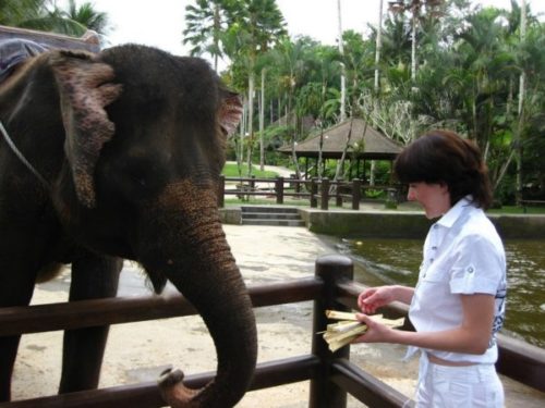 Катание на слонах на острове Бали   / ketvilz.ru