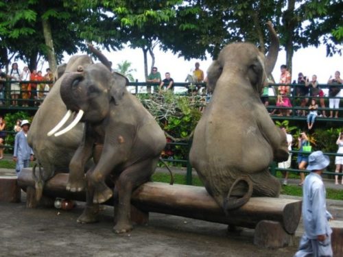 Шоу слонов на о. Бали / ketvilz.ru