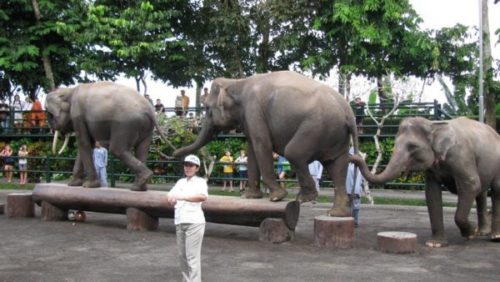 Шоу слонов на о. Бали / ketvilz.ru