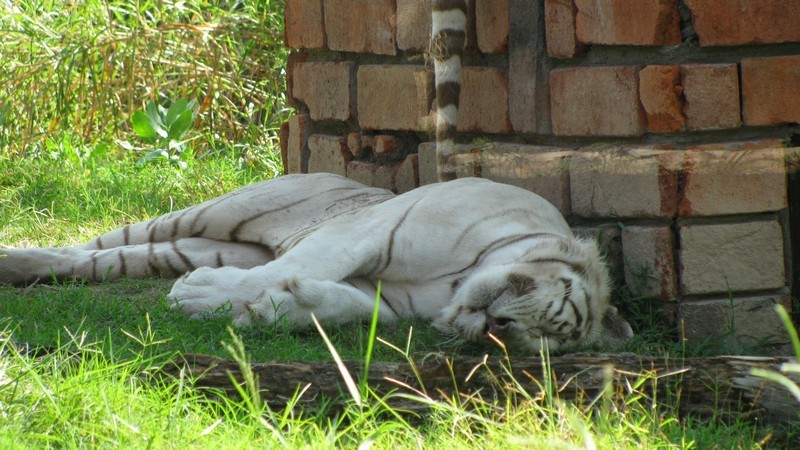 Зоопарк на Бали / ketvilz.ru
