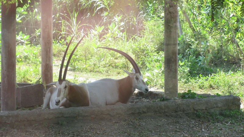 Зоопарк на Бали / ketvilz.ru
